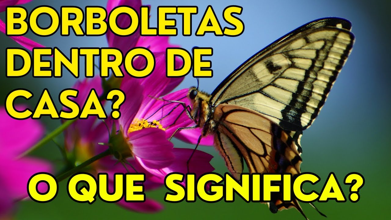 BORBOLETAS DENTRO DE CASA - QUAL O SIGNIFICADO DESTES ENCONTROS? - YouTube