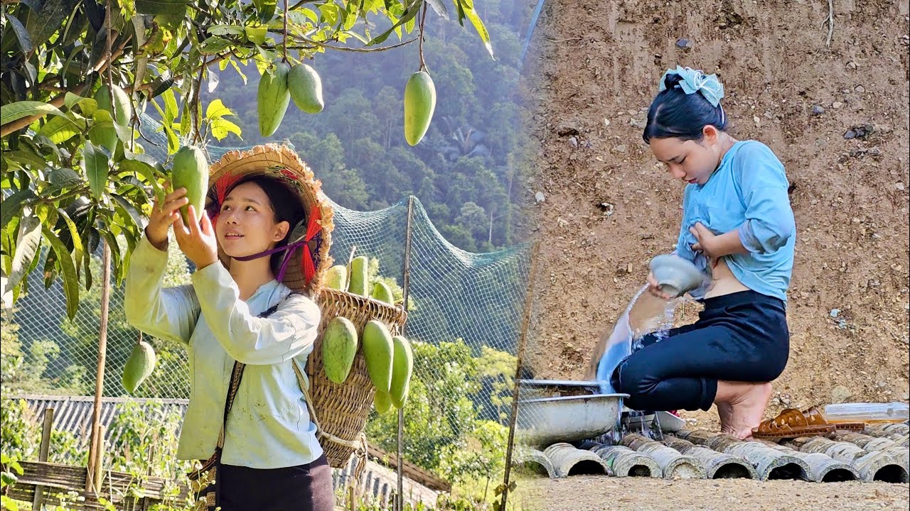 Harvest green mango garden, process delicious snacks from green mango to sell at the country market