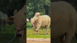 world biggest ox for Eid Al adha cowmandivideos cowmandi2024 ox_farming