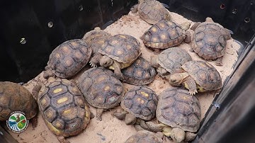 Gopher Tortoises Released at Camp Shelby