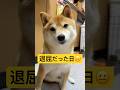 過去最長の鼻毛💁♀️#柴犬 #豆柴 #shibainu #犬 #犬のいる暮らし #shorts
