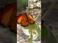 #butterflies #butterfliesofinstagram #great_captures_butterflies #total_butterflies #nature