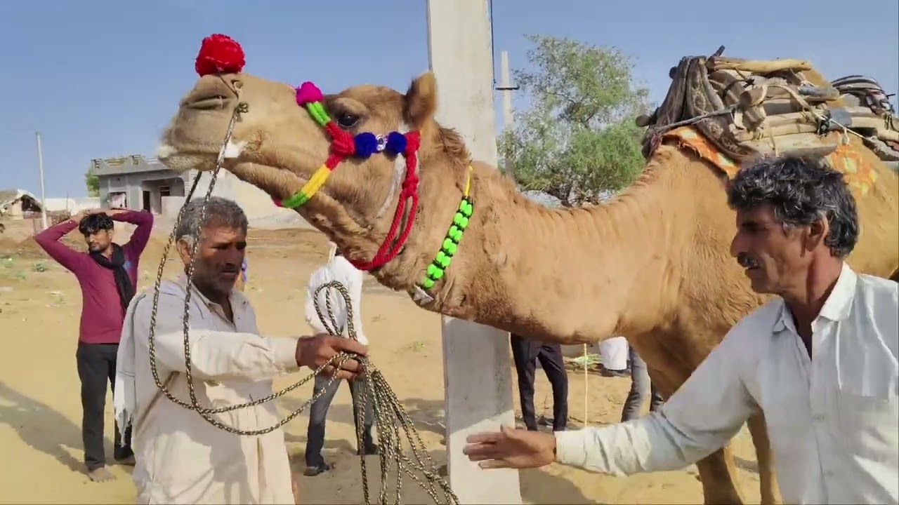 2025 मुकाम मैले के अन्दर पहले दिन हुआ लाइव सौदा। पशु मैला ऊंट बि.क्री। 