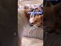 おもちゃは時間を決めて遊びます #ポメコギ #愛犬のいる暮らし #田舎暮らし