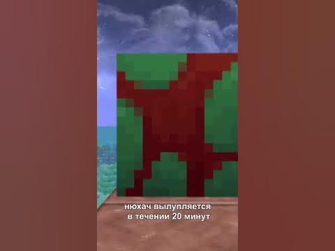 👃 НЮХАЧ #майнкрафт #майнкрафт120 #minecraft #shorts - YouTube