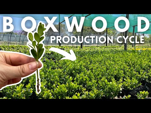 วีดีโอ: สามารถปลูก Boxwoods ในกระถางได้หรือไม่: เคล็ดลับในการปลูกไม้พุ่ม Boxwood ในภาชนะ