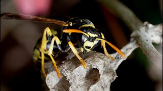 Female Polistes gallicus paper wasp building a nest just at the beginning of spring.