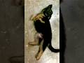 45 Din Ka Shaitaan Puppy Cute Puppy Activities Puppy Doglover Cutepuppy 45daysoldpuppy 