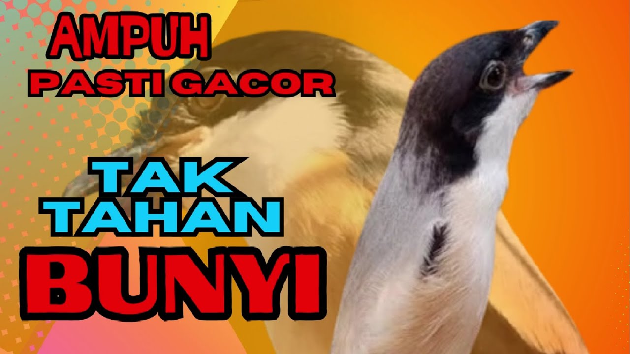 PASTI TAK TAHAN CENDET MENDENGARNYA❗ PANCINGAN CENDET AGAR RAJIN BUNYI❗❗