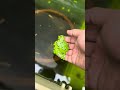 Water Plant floating type | Duckweed | Guppy fish pond