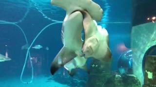 Hammerhead shark attacks sting ray at Adventure aquarium. screenshot 5