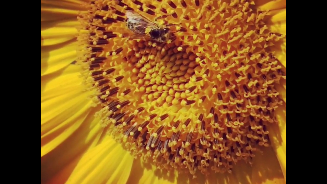 Busy Bee in a Sunflower