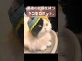 猫にボンネットを被せたら、想像以上にドラえもんだった #元野良猫 #かぎ針編み #ハンドメイド