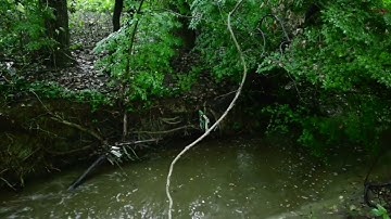 قراءة نادرة للقارئ أبو بكر الشاطري، سورة طه
