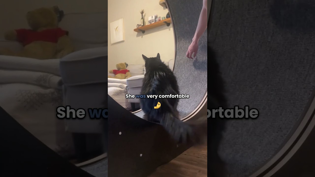 This 48'' Cat Wheel is Made for Large Cats