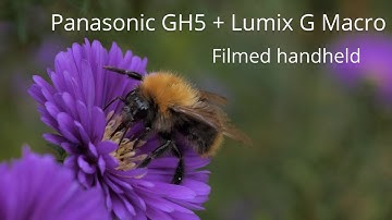 Panasonic GH5 + Lumix G Macro Lens. Test footage filmed handheld.Bees in the garden