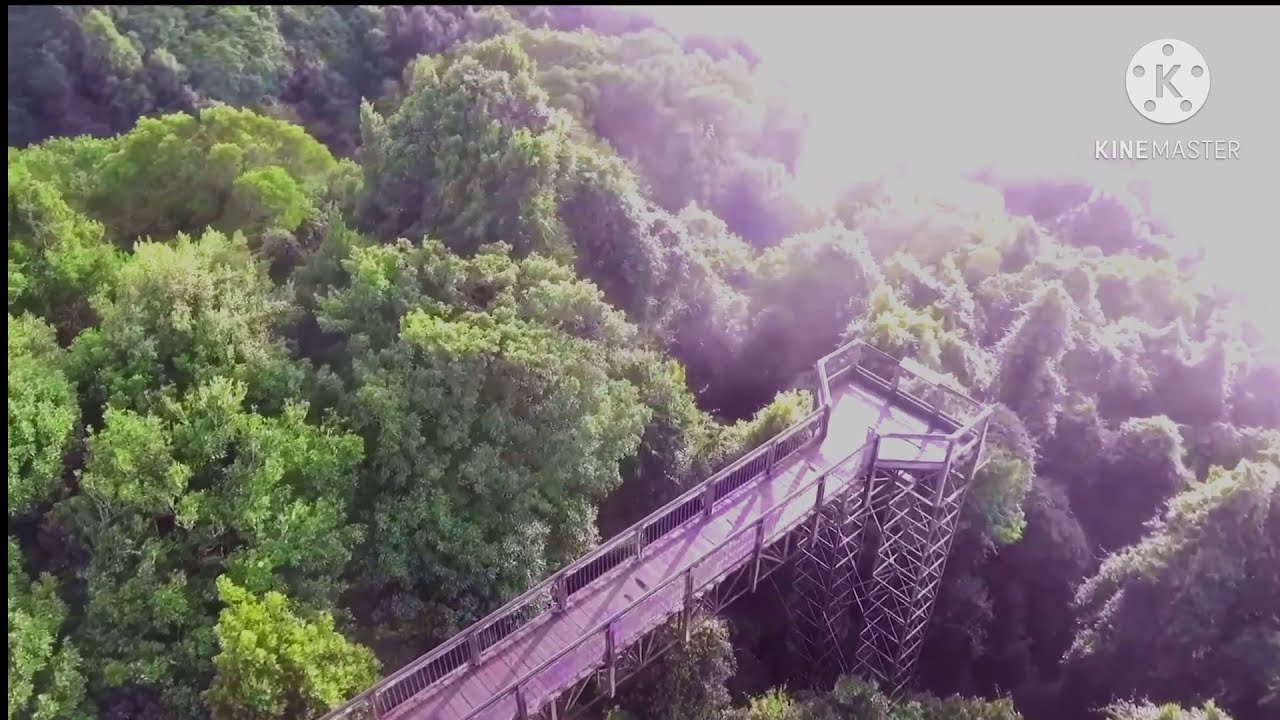 A walk in Dorrigo National Park through rainforest