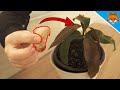 Put a Mango Seed in Soil and WATCH WHAT HAPPENS 💥 (Grow a Mango Tree) 🤯