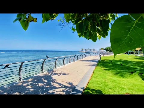 ASMR | Deep Relaxation Coastal Beach Music | Birds Sounds & Soothing Ocean Waves for Stress Relief