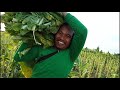 How to harvest tobako / Mallig, Isabela, Philippine's