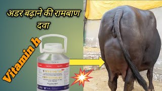 Vitamin H संपूर्ण जानकारी एकही वीडियो में/Vet liquid vitum h/biotin/विटामिन एच/treatment of Mastitis