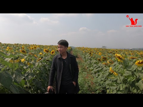 Video Cảm âm Đồi hoa mặt trời Sáo trúc Mão Mèo - youtube