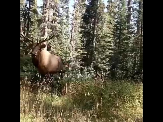 охота на самца изюбря на реву, такая грация🦌🦌🦌