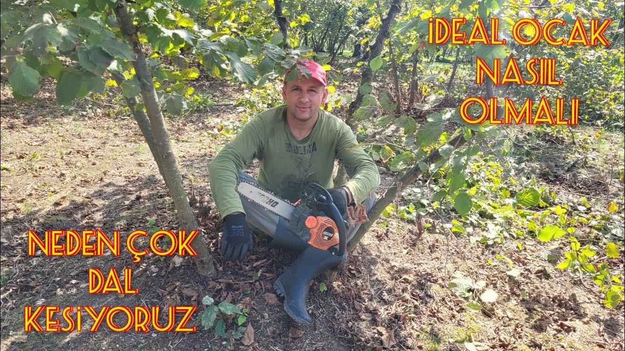 NEDEN AZ DAL BIRAKIYORUZ ! - FINDIK DAL KESME ve BUDAMA