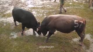 Karabela - Babi̇şko / 2015 Kafkasör
