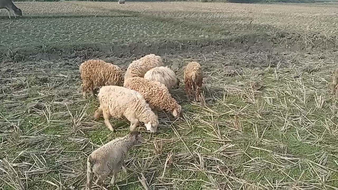 কিভাবে ভেড়া পালবেন।, পরজন্য)