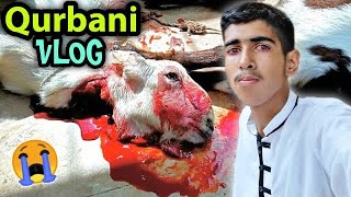 Bakra Eid Vlog 2022 ? Qurbani Vlog ? Ibrahim Asim Vlogs