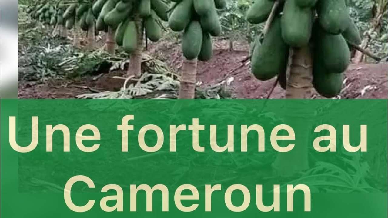À la découverte de la révolution de la culture de la papaye au cameroun par kana Evariste ! 