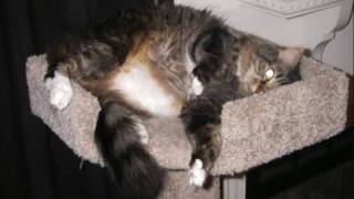 Cute Overload My Cats Taffy Missy Princess