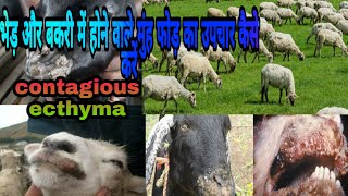 भेड़ बकरियों में होने वाले मुंह फोड़ का  बचाव व उपचार#sheep/goats in contagious ecthyma