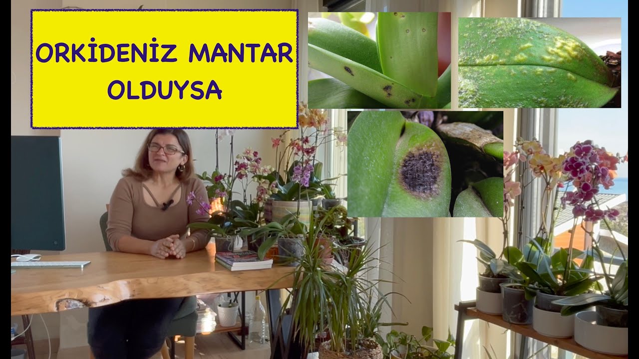 СДЕЛАЙТЕ ЭТО, ЧТОБЫ ЗАЩИТИТЬ И СПАСТИ ВАШУ ОРХИДЕЮ ОТ ГРИБКА! #орхидея #грибок #орхидея #грибок