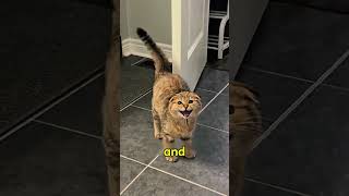 Don't Get a Scottish Fold Until You See This!  #facts #recommendations #animals #ca