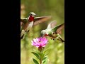 A couple hummingbirds roaming through a flower-filled forest in a mountain valley./@/@