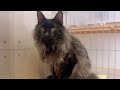 【里親詐欺?】この猫ちゃんの元飼い主さんを探しています