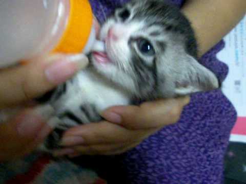 赤ちゃん猫 ミルク 授乳 Youtube 赤ちゃん猫 ミルク 授乳 Youtube
