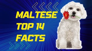 Maltese Dog Facts - 14 Things you should know about #Maltese by Dog Lovers 15 views 1 year ago 7 minutes, 33 seconds