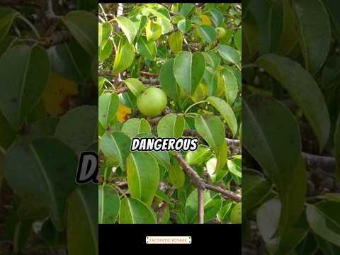 Video: Arborele Manchineel: unde crește, proprietățile otravii, beneficii și dăunări