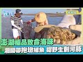 台灣第一等【澎湖潮間帶抱礅捕魚 極品海鮮六斑刺河豚】_123集精華版