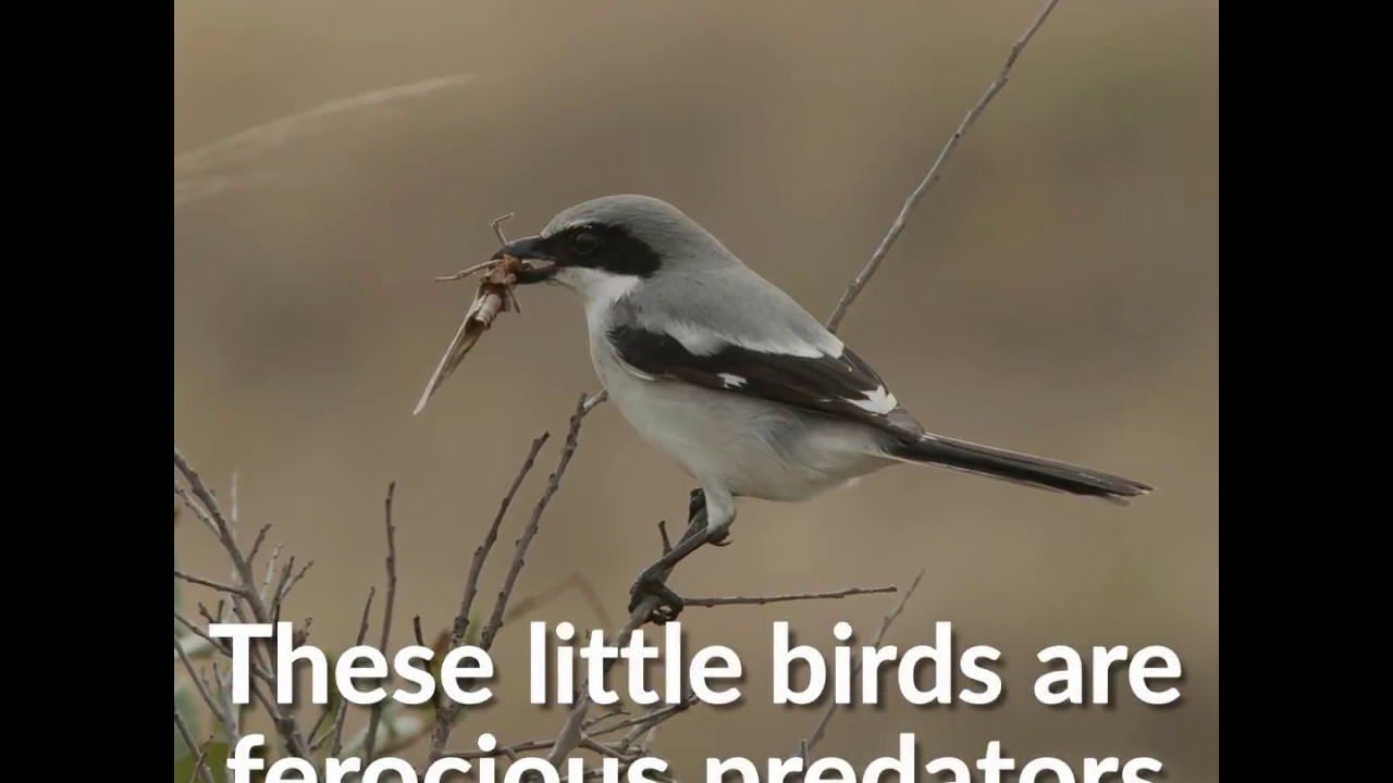 How shrikes kill their prey