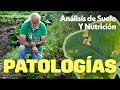 PATOLOGÍAS, ANÁLISIS DE SUELO &amp; NUTRICIÓN 🌿 | Jairo Restrepo Rivera 🐮