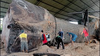 ราคาสุดสยอง 650 ล้าน!! ไม้ Trembesi ของ Ronggo Lawe Hill ถูกเลื่อยจากกระดานโดย I Sawmill