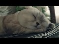 Кот Феликс - сладко спит...#Shorts Felix the cat-sleeps sweetly