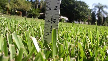 Mowing Height for St Augustine Grass