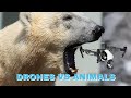 The Best Drones Vs Animals ep1