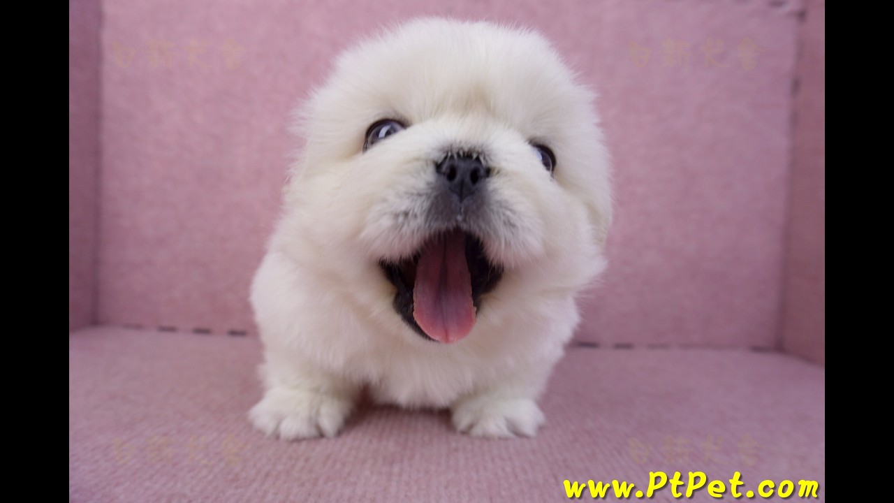 12/17 北京狗 Pekingese -公幼犬1號-日新犬舍