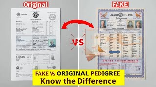 How to Check If a Racing Pigeon Pedigree Is Fake or Real #fakepedigree #realpedigree #pigeonpedigree Profile